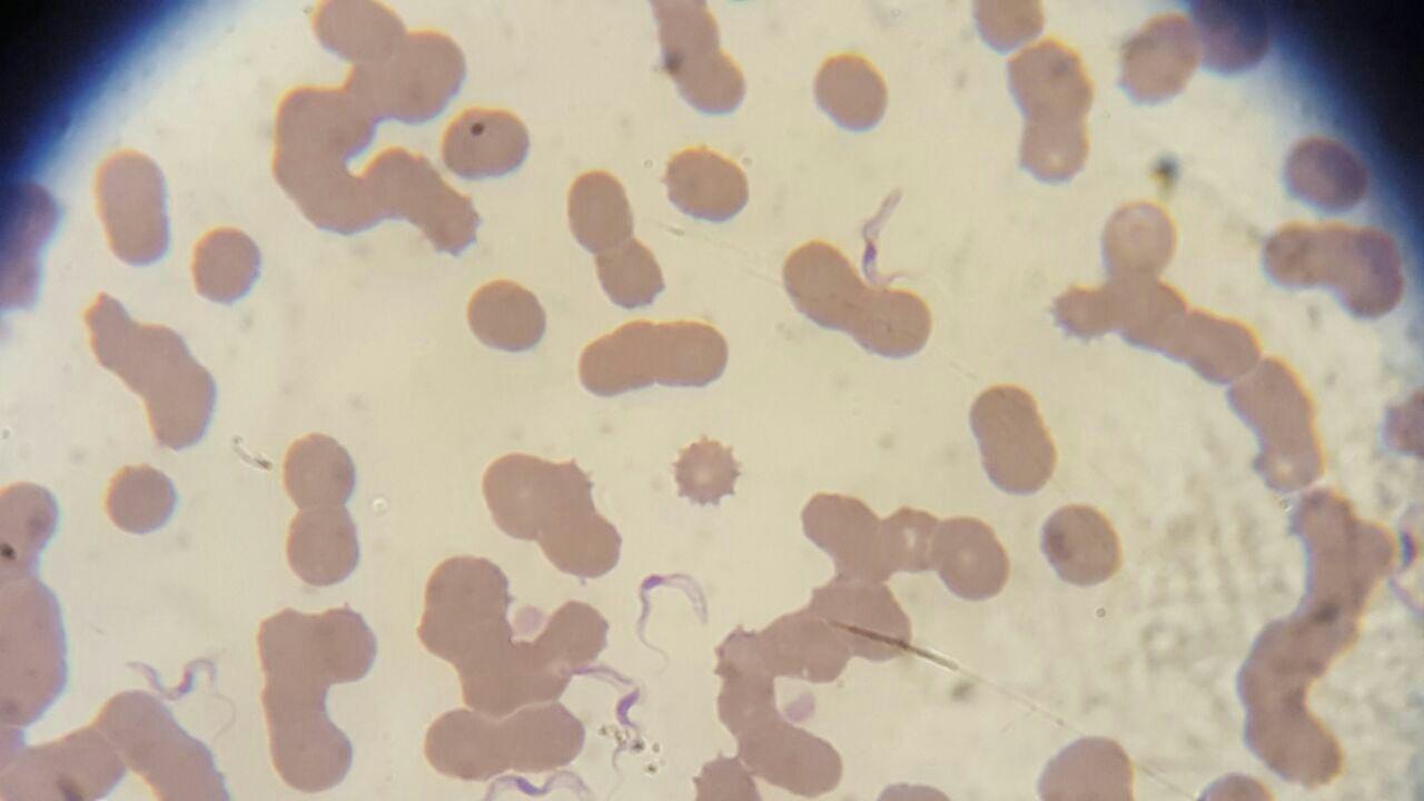 Frotis periférico de perro de 3 años con Chagas agudo